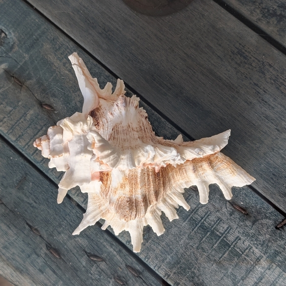 Murex Seashell on Wooden Stand - Picture 3 of 6